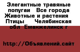 Элегантные травяные попугаи - Все города Животные и растения » Птицы   . Челябинская обл.,Еманжелинск г.